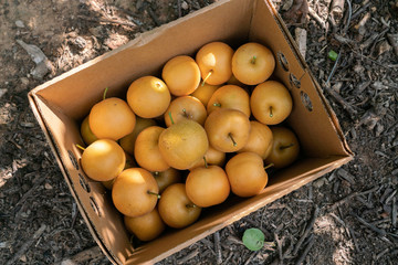 a box of freshly harvested pear from orchard trees.