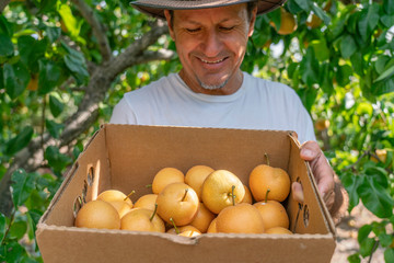 A middle-aged man harvesting pears and holding a basket full of fresh fruits, enjoying an active lifestyle in a local orchard in Willcox, Arizona.