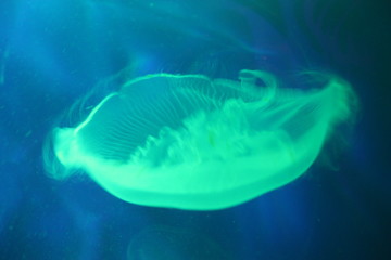 Obraz premium Colorful group of jelly fish