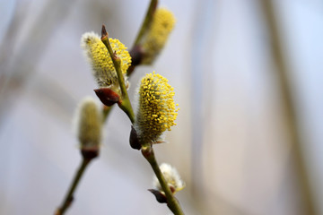 Pussy willow flowers on the branch, blooming verba in spring forest. Palm Sunday symbol, yellow catkins