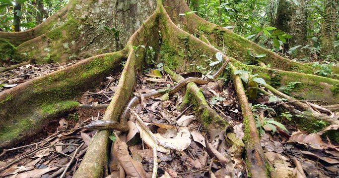 Baby Green Anaconda (Eunectes murinus), a juvenile, under 1m in length  of the largest snake species in the world. In its natural habitat, rainforest near the rio Tiputini in the Ecuadorian Amazon.