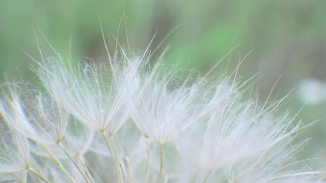 Fluffy delicate dandelion seeds on green background in field. Alergy concept