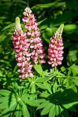 Lupine wildflowers in summer field. Lupine flowering plants close up.