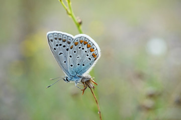 Fototapeta na wymiar Nahansicht eines Schmetterlings - Bläuling