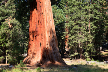 Obraz premium California / USA - August 23, 2015: Giant Sequoia (Sequoiadendron giganteum) and spruce tree trunks in Sequoia National Park, California, USA