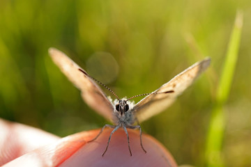Bläuling auf einen Finger sitzend