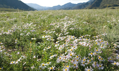 A field in the mountains with lots of Daisy flowers. Summer in the Altai mountains. Flowering meadow.