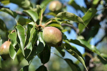 an unripe pear on a branch in the sun