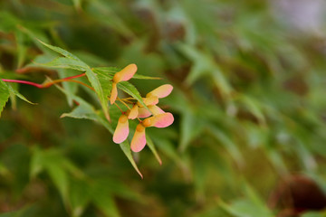 紅葉の種