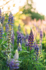 summuer flowers on the field