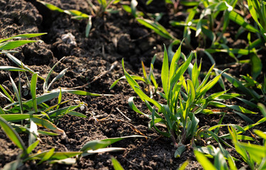 Young wheat crop in a field. Green grass on the field.