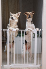 Dogs standing behind safety gate in room