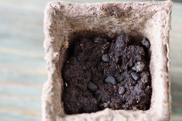 Ipomoea seeds on prepared ground in a peat pot.