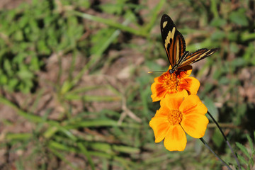 borboleta em engenho mucambu