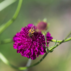 bee of blossom on a crimson pincushion flower