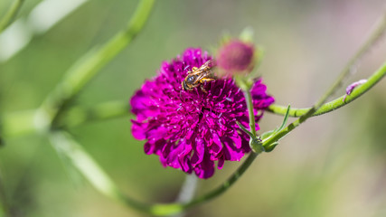 bee of blossom on a crimson pincushion flower