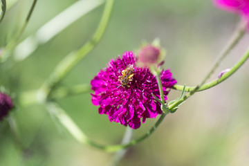 bee of blossom on a crimson pincushion flower