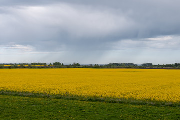 beautiful rapeseed field and cloudy sky in the spring in oland, Sweden