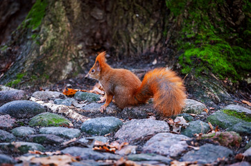 Wiewiórka w Parku Łazienkowskim
