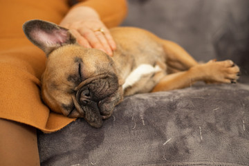 Cute purebred Fawn French Bulldog is sleeping sweet