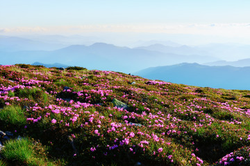 Amazing landscape with charming pink rhododendron flowers at Carpathian mountains. Beautiful nature background and perfect summer wallpaper