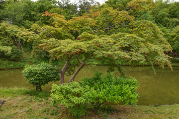 高台寺の臥龍池