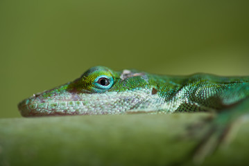 Fototapeta premium Lizard on branch