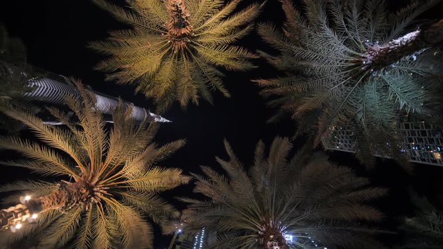 Garlands shine on the palm trees in the city at night.