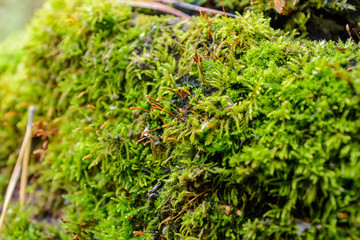 tree roots in southern forest covered with moss greenery, selective focus