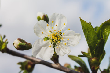 branch with blooming white flowers, cherry blossoms, against the blue blue sky