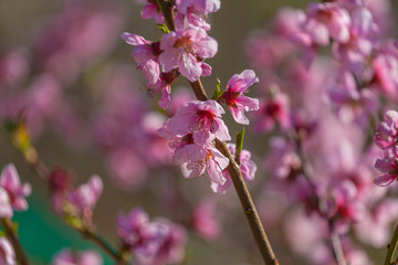 Close up of peach branches in bloom, Vittorio Veneto, Italy