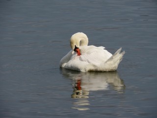 Fototapeta premium Swan grooming itself
