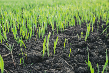 recently sprung sprouts of wheat and rye crops on a farm field, agricultural products and crops, close-up, selective focus