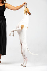 Adult whippet sits indoor isolated on white