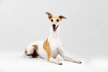 Adult whippet downs indoor isolated on white