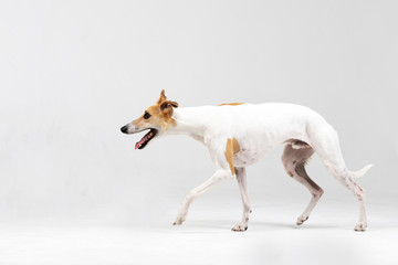 Adult whippet walks indoor isolated on white