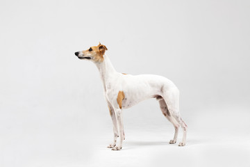 Obraz na płótnie Canvas Adult whippet stands indoor isolated on white