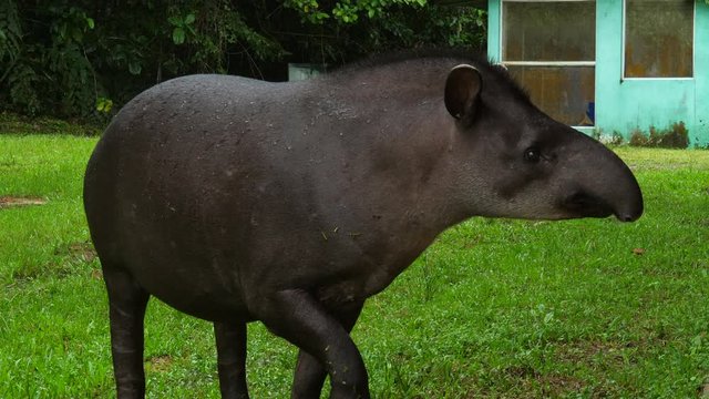 Amazonian tapir (Tapirus terrestris). Wild individual approaches an Amazonian research station and eats an apple. In Orellana province, the Ecuadorian Amazon.