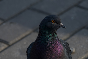 Portrait of a pigeon. Homing pigeon, racing pigeon or domestic messenger pigeon.
