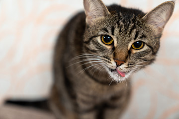 the kitten licks funny after drinking milk