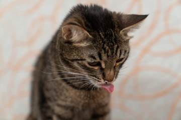 the kitten licks funny after drinking milk