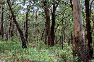 Regrowth of trees following the forest fires of 2019 and 2020, Great Otway National Park, Australia