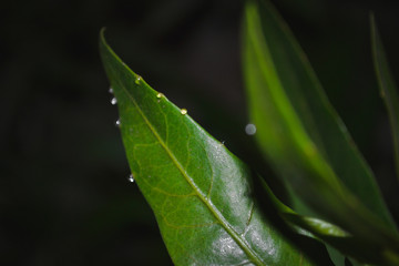 green leaves with water drops  