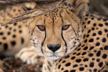 Close up portrait of cheetah underneath tree