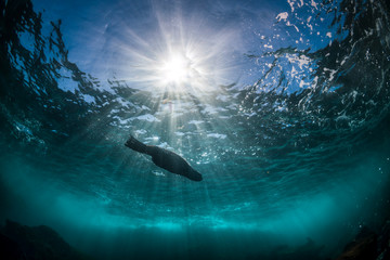 Playful seal swimming in the oxygen-rich water, Australia