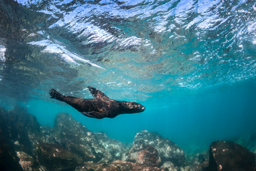 Playful seal swimming in the oxygen-rich water, Australia