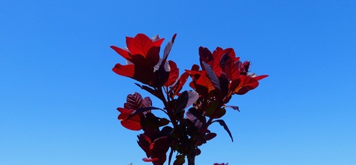 Red and Purple Leave Tree Top