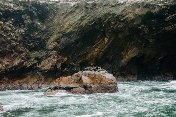 ballestas islands peru paracas