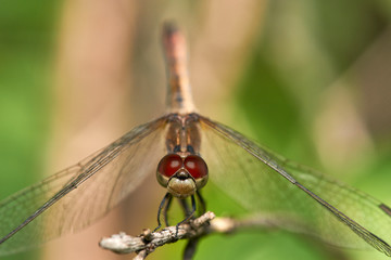 A selective-focus macro image of a small dragonfly with red eyes, facing the camera as it clings to a twig; the background a pleasing blur of green and yellow vegetation.
