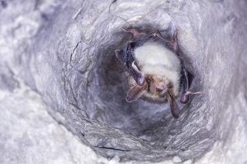 Close up strange animal Greater mouse-eared bat Myotis myotis hanging upside down in the hole of the cave and hibernating. Wildlife take.